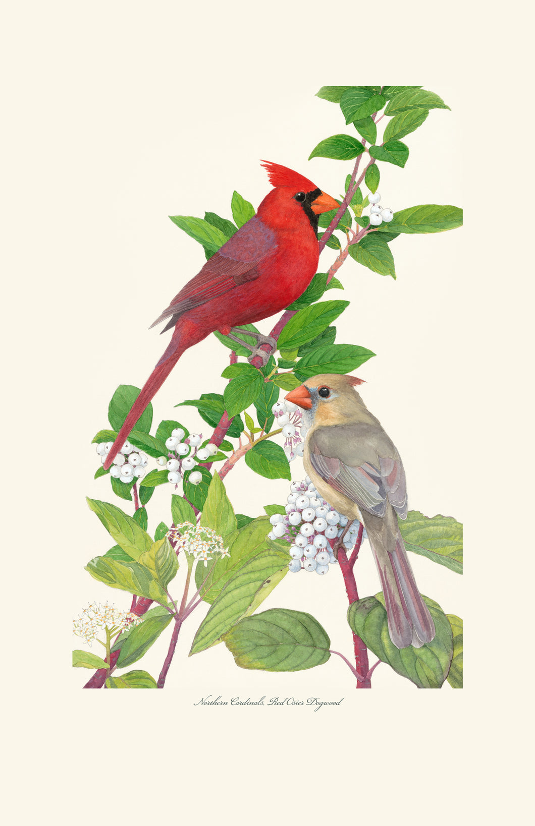 Northern Cardinal and Dogwood Print