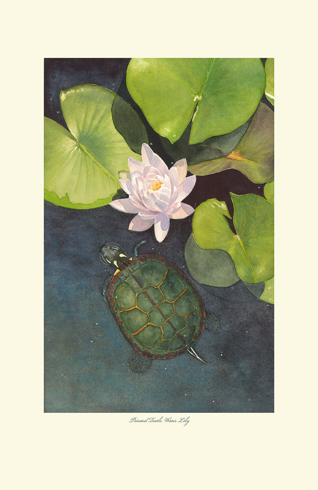 Painted Turtle, Water Lily Art Print