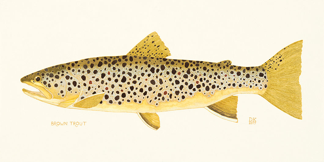 Brown Trout Print