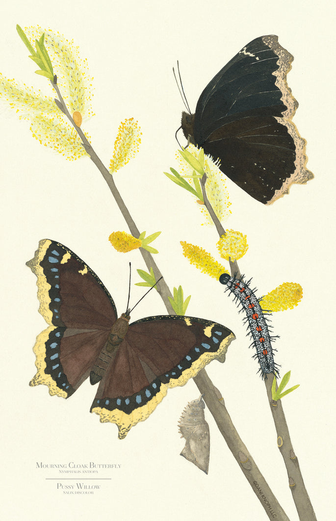 Mourning Cloak Butterfly Art Print