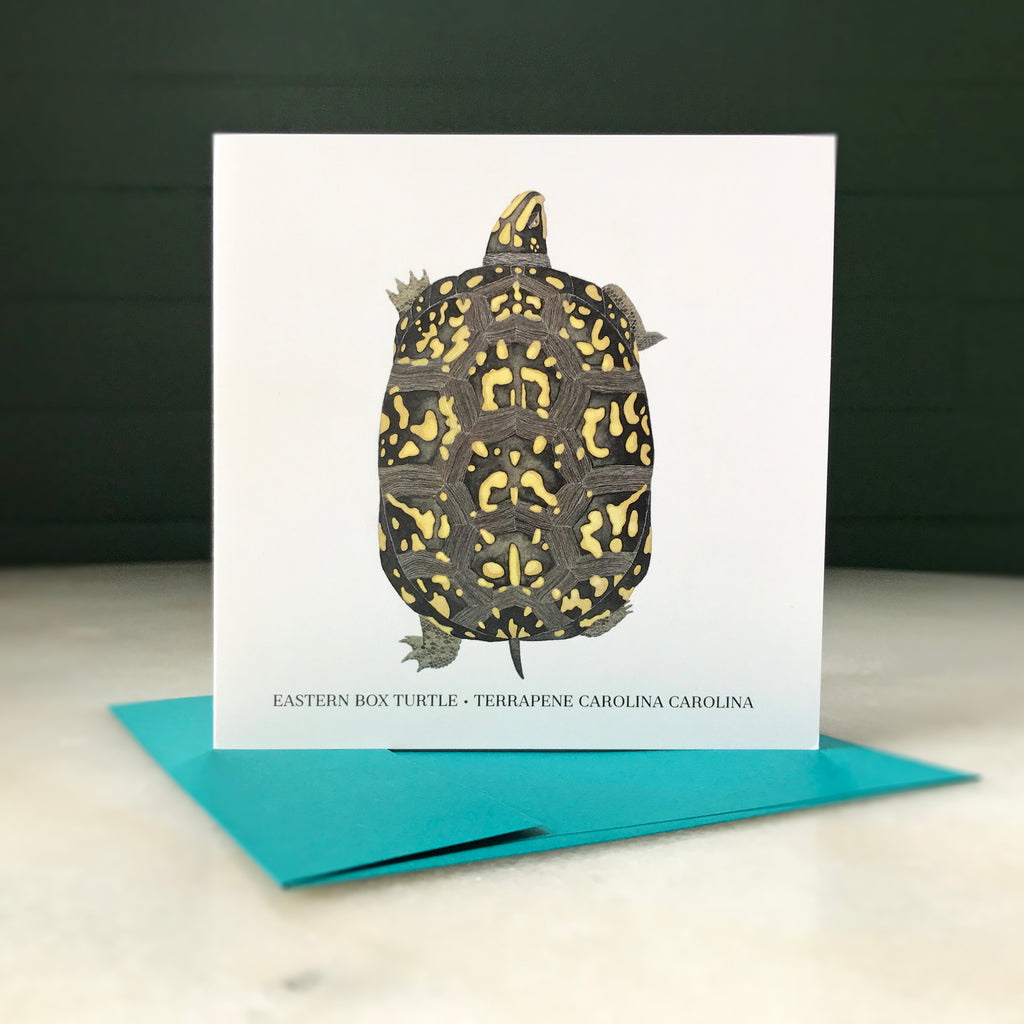 EasternBoxTurtleCard5x5-