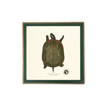 Michigan Painted Turtle Print