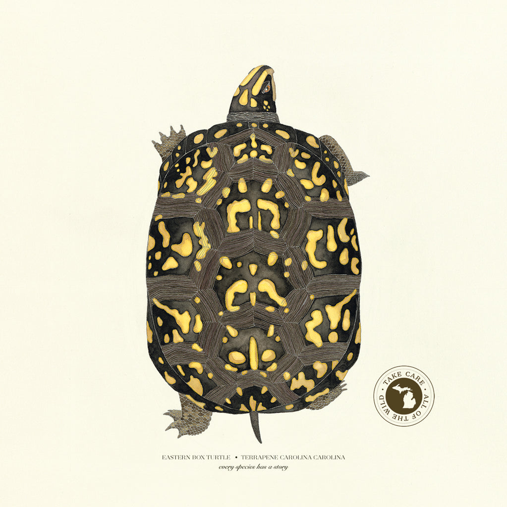 Michigan Eastern Box Turtle Print – Dani Knoph Davis Wildlife Studio