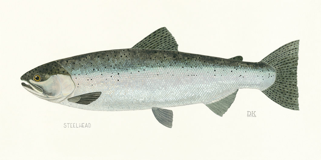 Steelhead Fish Print