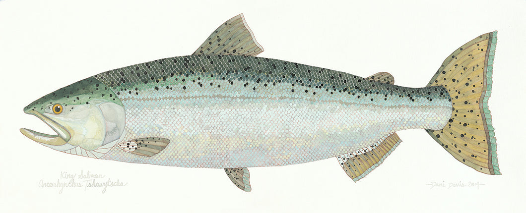 King Salmon Print
