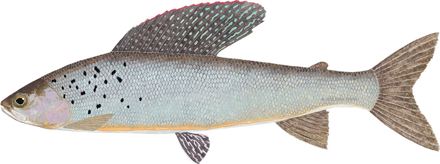 The Revenant: What will it take for Michigan's wild Arctic grayling to return home?