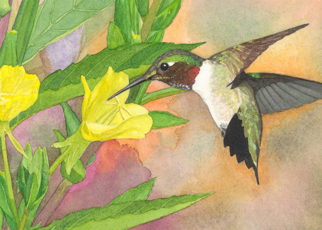 Ruby-throated Hummingbird Print