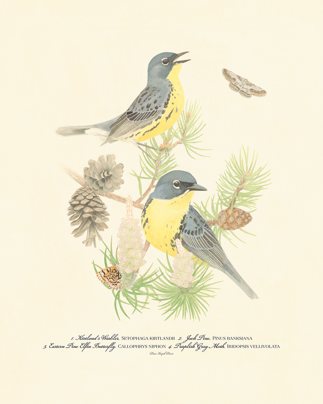 Kirtland's Warbler Print
