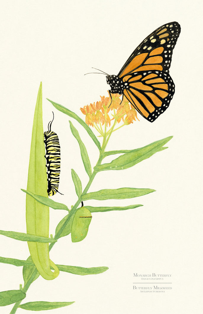 Monarch Metamorphosis and Butterfly Milkweed Art Print