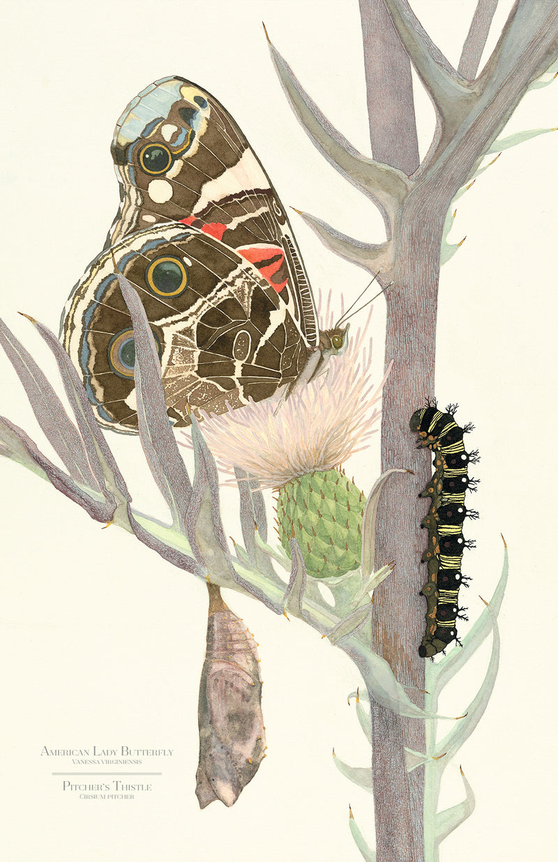 American Lady Butterfly Metamorphosis and Pitcher's Thistle Art