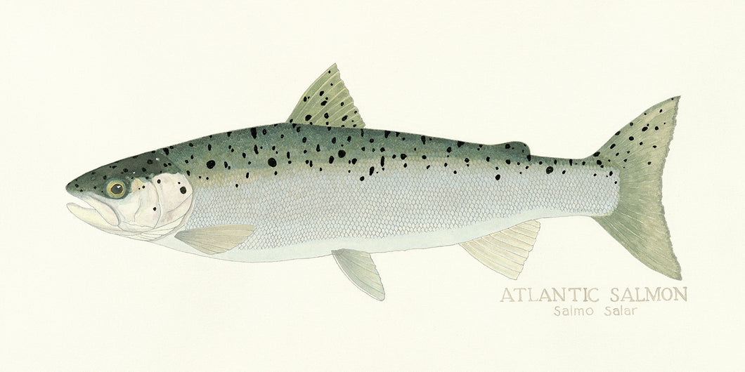 Atlantic Salmon Print