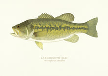 Largemouth Bass Print