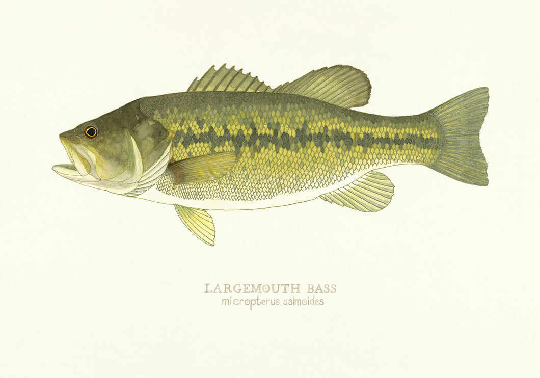Largemouth Bass Print – Dani Knoph Davis Wildlife Studio