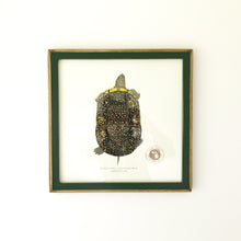 Michigan Blanding's Turtle Print