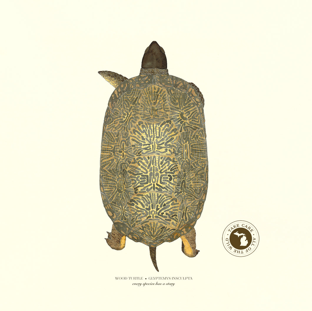 Michigan Wood Turtle Print