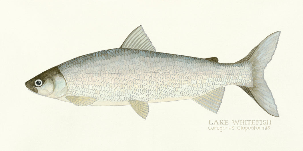Whitefish Print